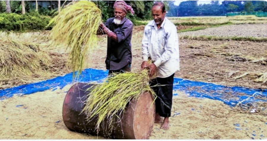 টাঙ্গাইলে আমনে উৎপাদন বেড়েছে ২–৪ মণ, কৃষক এখন ন্যায্যমূল্যের অপেক্ষায়